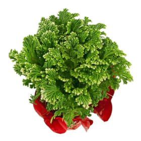 4" Frosty Fern item