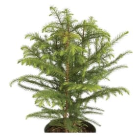 4' Norfolk Pine item