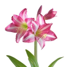 Amaryllis item