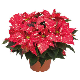 Poinsettia item
