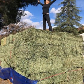 Orchard Grass Hay item