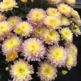 Large Mum (Chrysanthemum) item