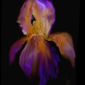 Iris in The Trip (original watercolor) by Brian Middleton item