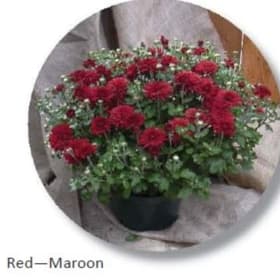 Red-Maroon item