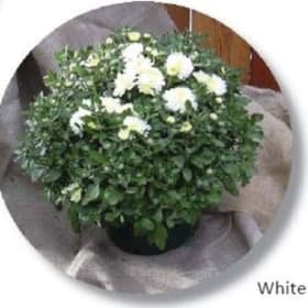 White item
