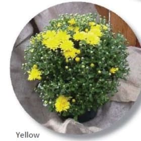 Yellow item