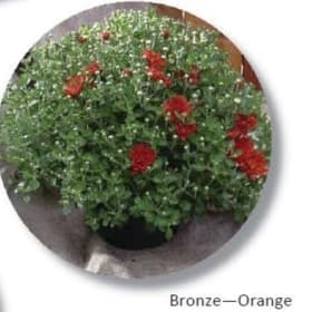 Bronze-Orange item