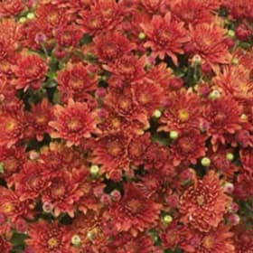 Photo of Mums