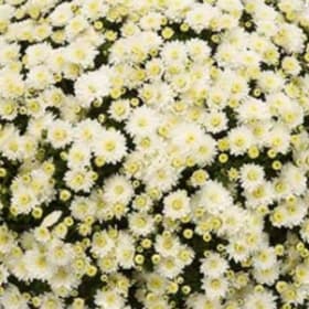 Photo of Mums