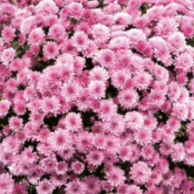Photo of Mums