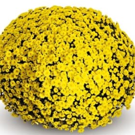 YELLOW MUM 10 INCH POT item
