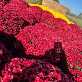 RED MUM 10 INCH POT item