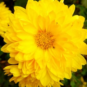 Mums - 1 / $12 item