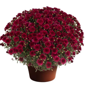 Purple/Dark Pink Mum item