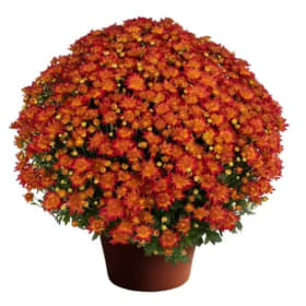 Orange Mum item