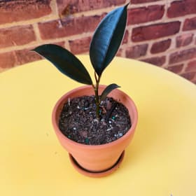 Plant Enthusiast Extraordinaire item