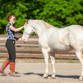 Donation to Horses' Haven item