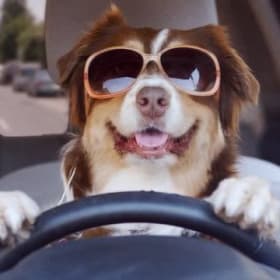EARLY BIRD - Designated Driver Ticket item