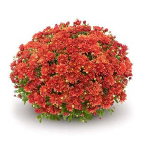 Orange (8 inch) item