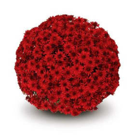 Red (8 inch) item