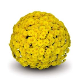 Yellow (8 inch) item
