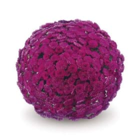 Purple (8 inch) item