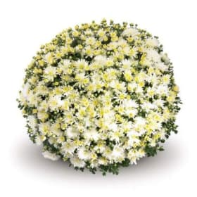 White (8 inch) item