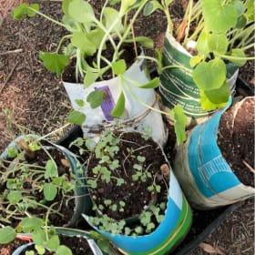 Plant starts item