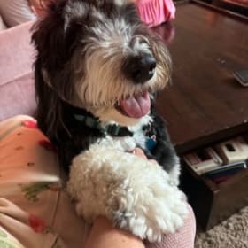 🐾 Pampered Pups: Dog-Sitting Getaway item
