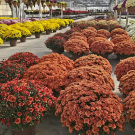 Mum- 9" Pot item