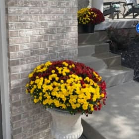 Chiefs Mums!! item