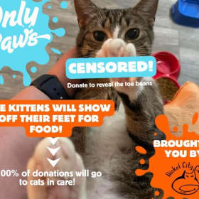 Full premium content! Beans, belly, blep, and chaos item