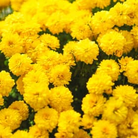 8" Mum - Yellow item