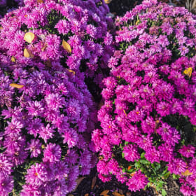 8" Mum - Pink / Purple item