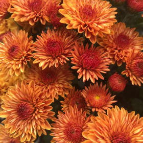 10" Mum - Orange / Bronze item