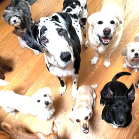 Puptown Girlie: 3 Days Dog Boarding - Value $255 item