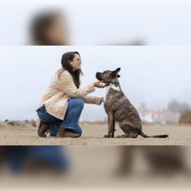 Dog Training with Grimm Co Dog Training - Value $500 item