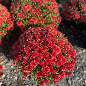 Red item