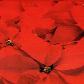Red Poinsettia item