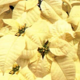 White Poinsettia item