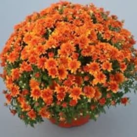 ORANGE item