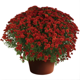 Red Mum 8" item