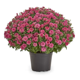 Purple Mum 12" item