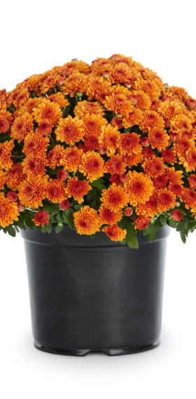 Orange Mum 12" item