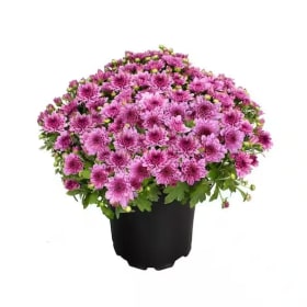8" Mum (6 color options) item