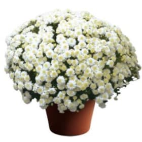 8" Mum (6 color options) item