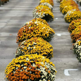 12" Color Combo Mum (4 color combo options) item