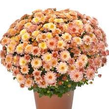 12" Mum (6 color options) item