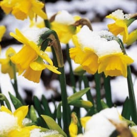Photo of Tête à Tête Miniature Daffodil (Set of 10 Bulbs)