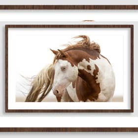 Salt Wells Creek Stallion Teton item